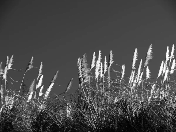 White Pampas Grass Flower Blowing Breeze Clear Sky Monochrome — Stock fotografie