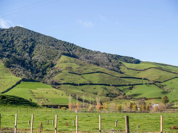Waikato Fertile Green Grassland Hill Road Blue Sky New Zealand — Stockfoto