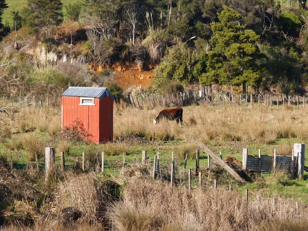 Rough Rural Farmland One Cow Grazing Small Red Shed New — Stockfoto