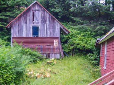 Old rustic wooden shed with opening in overgrown grass and surrounded by trees