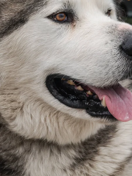 Portrait of Alaskan Malamute dog with mouth open and tongue out in closeup detail.