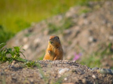 Ground squirrel or chipmunk behind mound of earth with greenery in mouth eating.