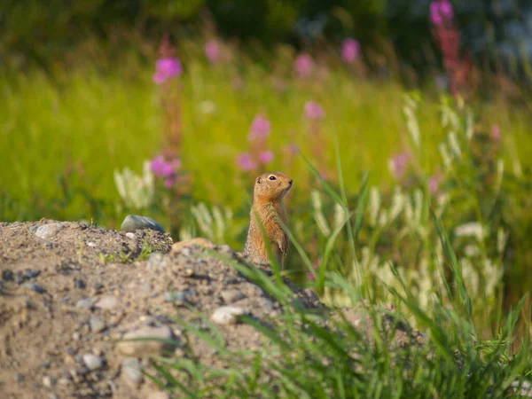 Ground Squirrel Chipmunk — стоковое фото