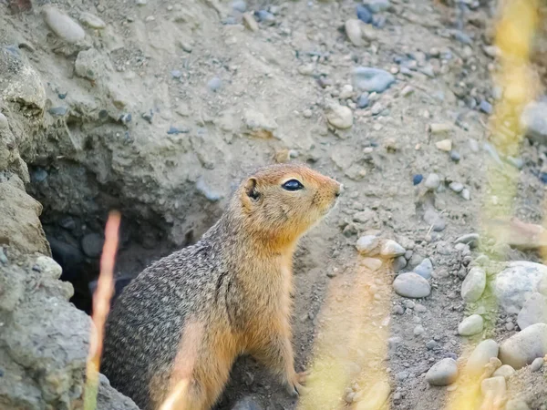 Ground Squirrel Chipmunk Standing Entrance Burrow Looking Apprehensive — стоковое фото