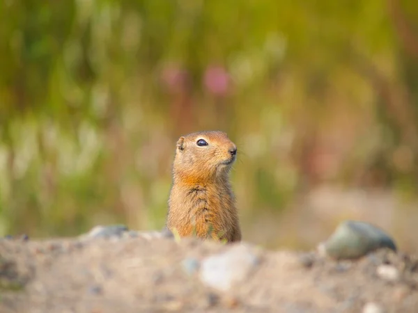 Ground Squirrel Chipmunk — стоковое фото