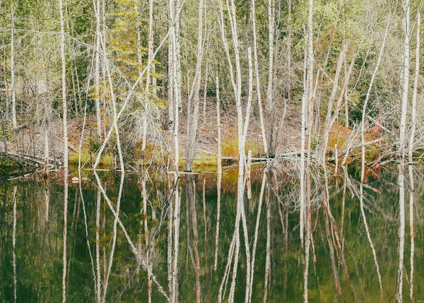 Alaski Brzozy Wokół Odzwierciedlone Spokojnej Wodzie Stawu Yukon Terytorium — Zdjęcie stockowe