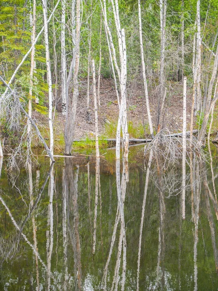 Alaska Birken Umgeben Und Spiegeln Sich Ruhigem Teichwasser Yukon Territory — Stockfoto