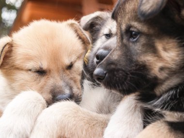 Kardeş köpek yavruları seçici bir odak noktasında yakınlaşır..