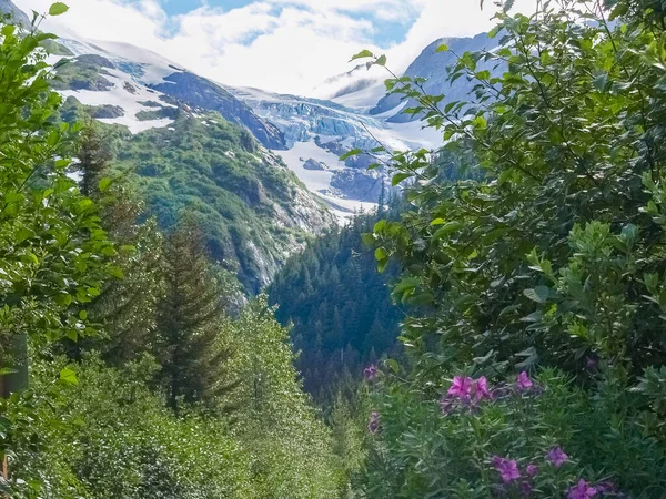 Blick Durch Den Talwald Auf Weit Entfernte Schneebedeckte Berge Alaska — Stockfoto