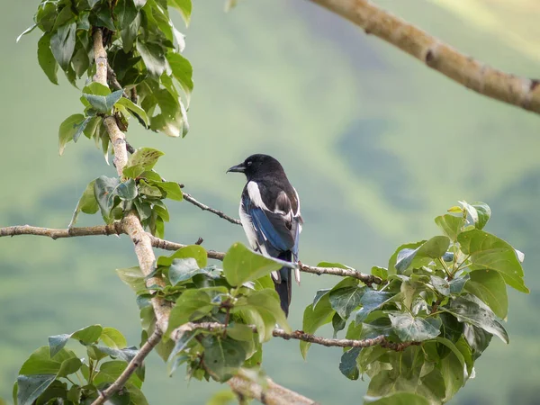 Urraca Pico Negro Rama Con Hojas Verdes Fondo Bokeh — Foto de Stock