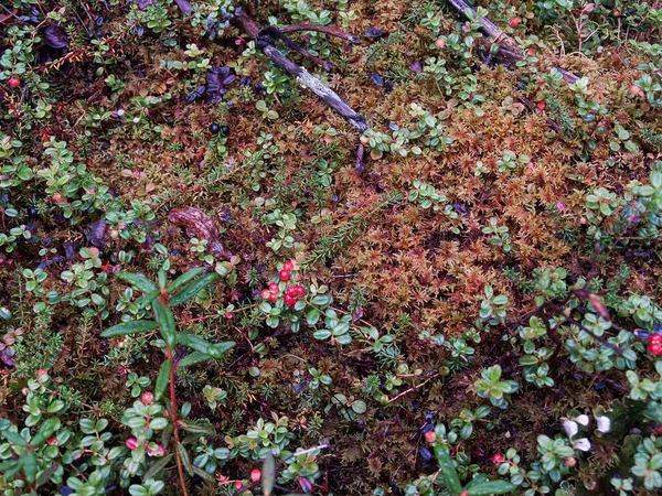 湿った高山環境の緑の葉の中に赤と青の果実を持つ小さな植物リヒーンと苔 — ストック写真