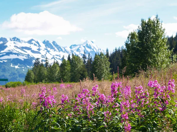 Fleurs Sauvages Rose Vif Asclépiade Premier Plan Paysage Alaska Avec — Photo
