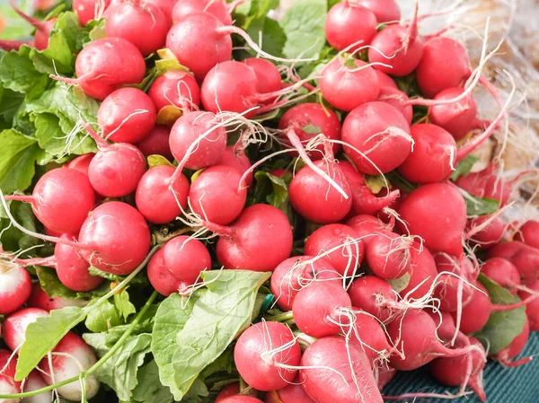 Bunch of bright red round radishes with white roots in market.