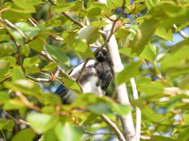 Ağaç yapraklarının yeşilliğinde siyah ve beyaz karga..