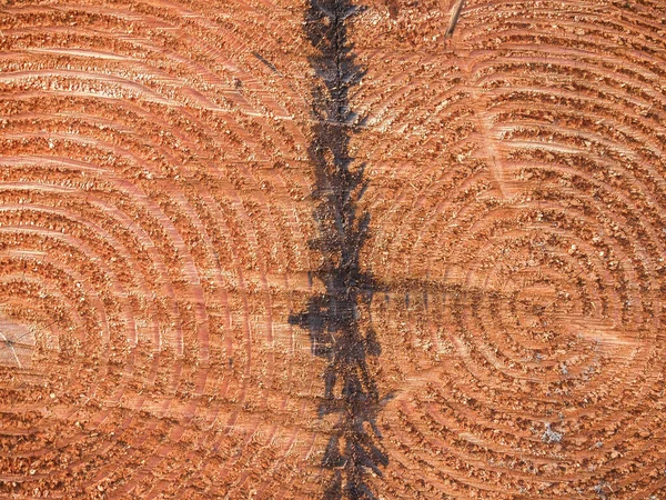 Circular patterns converging in tree rings of sawn log with black dividing center line.