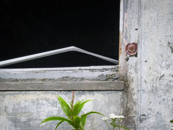 Black Interior Window Green Plant Concrete Wall Abandoned Industrial Building — Stock Photo, Image