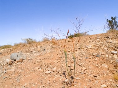 Kızıl Kaya Kanyonu 'nun manzarası Nevada' da cılız ve sulu bitkilerle dolu taşlı bir yamaç, Amerika 'daki tepelerde inanılmaz renk kalıpları..