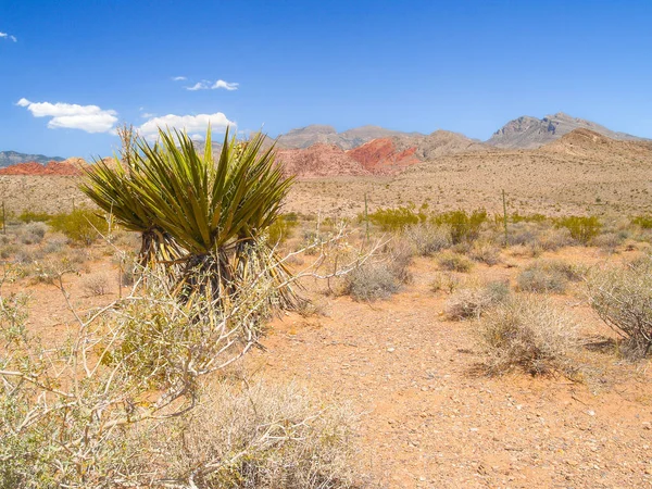 Paisagem Vegetação Incluindo Yucca Característica Deserto Red Rock Canyon Nevada — Fotografia de Stock