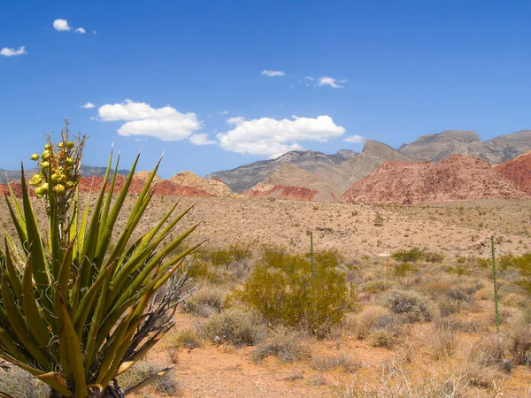 Paisaje Vegetación Del Desierto Red Rock Canyon Nevada Patrón Color — Foto de Stock