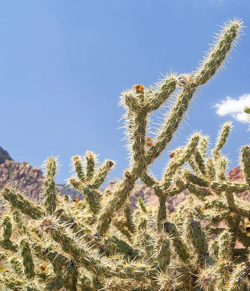 Cactus Épineux Corne Cerf Poussant Fortement Dans Désert — Photo