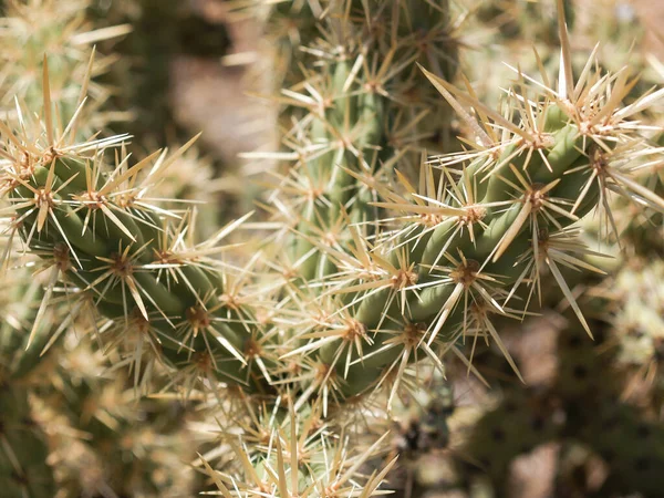 Tüskés Szarvas Kaktusz Túlélése Forró Sivatagi Környezetben — Stock Fotó