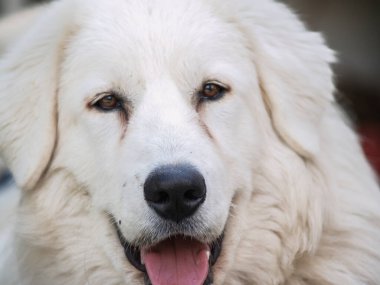 Güzel, yumuşak, uzun tüylü köpek portresi, açık ağızla yakın plan.