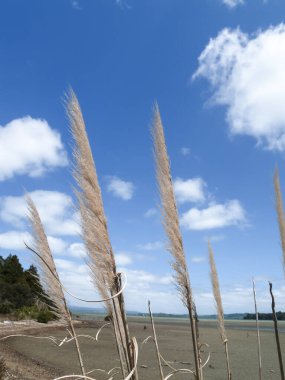 Mavi gökyüzünün altında kumsalda esinti saçan pampa tohumu kafa.