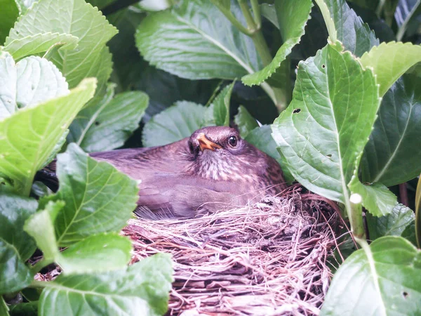 Blackbird hen on nest surrounded by green hydrangea foliage
