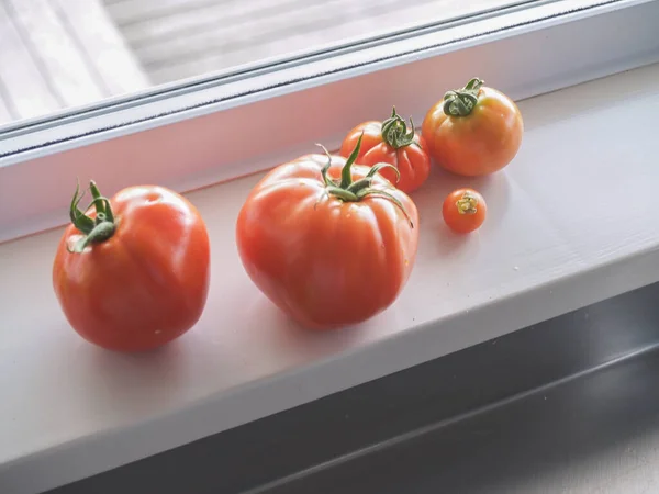 Tomaten Unterschiedlicher Größe Der Alltagsszene Auf Der Fensterbank Reifen — Stockfoto