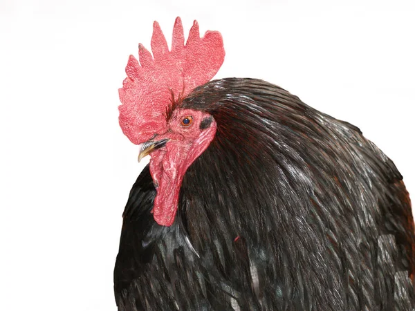 Retrato Gallo Negro Aislado Sobre Fondo Blanco —  Fotos de Stock