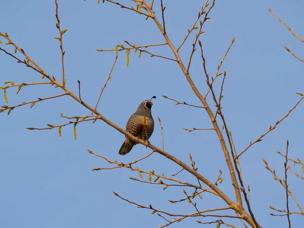 Bonito Masculino Californian Quail Poleiro Ramo Acima Contra Céu Azul — Fotografia de Stock