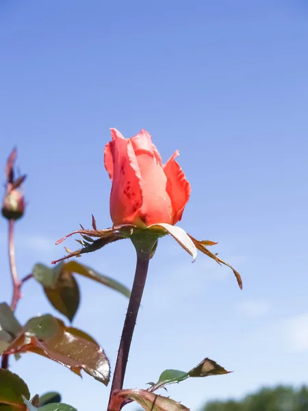 One Bright Red Rose Blue Sky — Stock Photo, Image