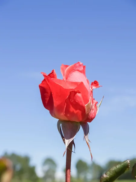 One Bright Red Rose Blue Sky — Stock Photo, Image