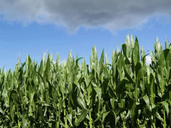 Green long leaves of maize crop nearing harvest with ominous dark cloud above.