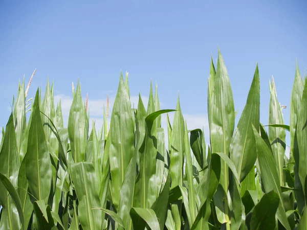 Broad green leaves of maize crop closeup under blue sky.1