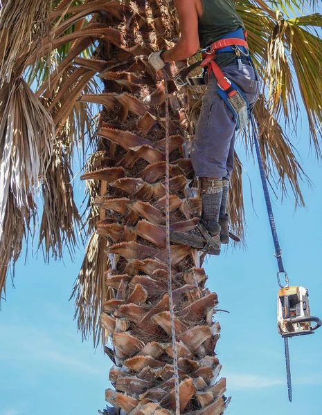 Legs and boots of arborist working climbed up palm tree with chainsaw dangling dangerously in mid-air on rope below