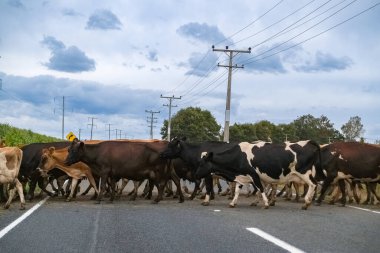 İnekler Yeni Zelanda çiftliğinde süt sağmaya giden yolu kesişiyorlar