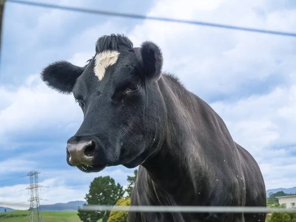 Jedna Czarno Biała Bestia Bydła Stojąca Blisko Farmie Nowej Zelandii — Zdjęcie stockowe