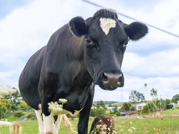Jedna Czarno Biała Bestia Bydła Stojąca Blisko Farmie Nowej Zelandii — Zdjęcie stockowe