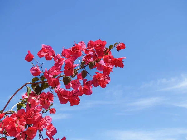 Flores Vermelhas Brilhantes Contra Fundo Céu Azul — Fotografia de Stock