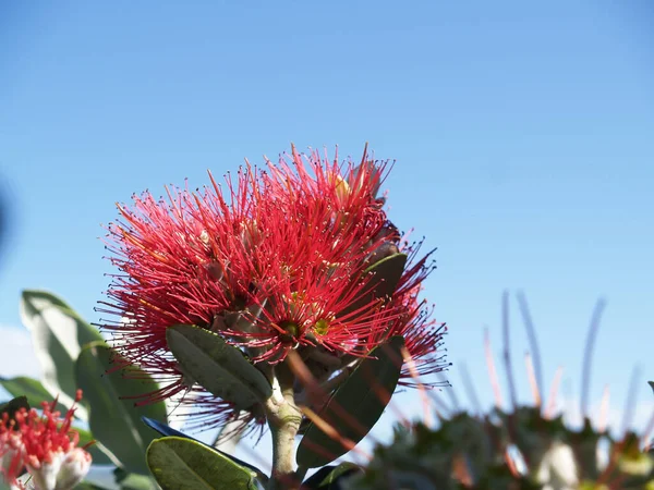 Flor Vermelha Brilhante Pohutukawa Closeup Folhas Verdes Com Novos Botões — Fotografia de Stock