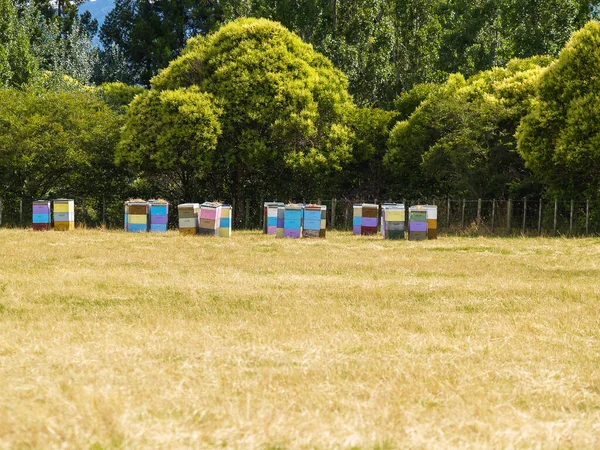 Farbige Bienenstöcke Auf Dem Feld — Stockfoto