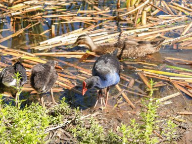 Pukeko bataklıkta yiyecek arıyor. Bitki örtüsü ve küçük kurtçuklar..