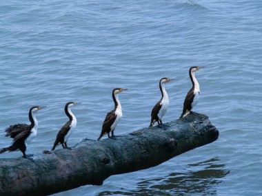 İskeleli karabatak sürüsü suyun üzerine tünemiş..