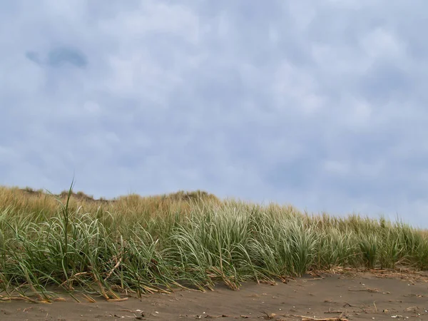 Marram Gras Groeiende Winderige Westkust Zandduinen — Stockfoto