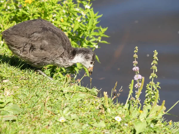 Jugendlicher Pukeko Schwimmt Und Reflektiert Auf Sumpfweiher — Stockfoto