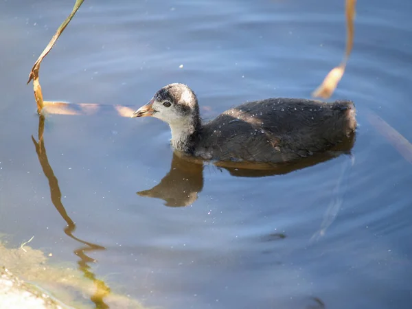 Juvenile Pukeko Swimming Reflected Swamp Pond — Stock Photo, Image