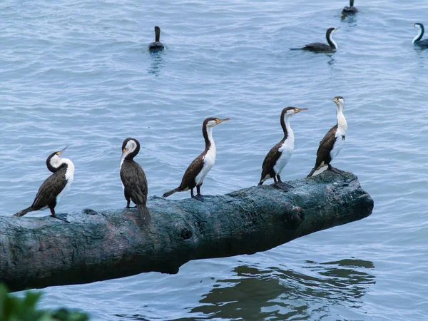 Pied Bandada Cormoranes Posándose Tronco Sobre Agua — Foto de Stock