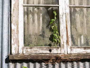 Terk edilmiş ve terk edilmiş bina penceresinin penceresinde büyüyen yeşil asma çerçevesi