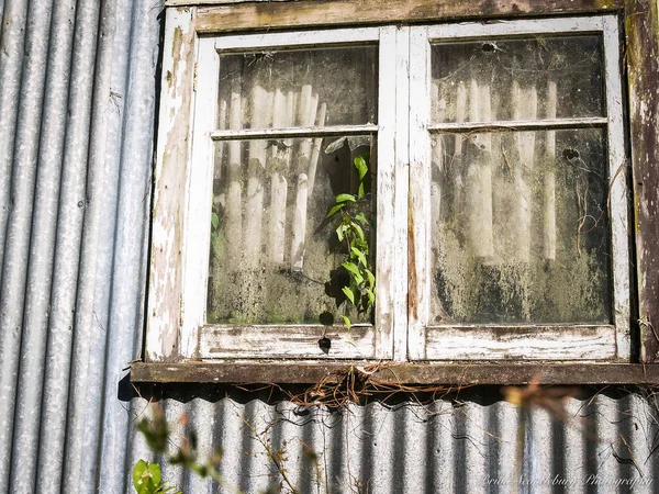 Green vine framed growing in window of abandoned and derelict building window